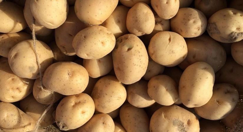 Burgonya ládás tárolása – csírázás és rothadás megelőzése