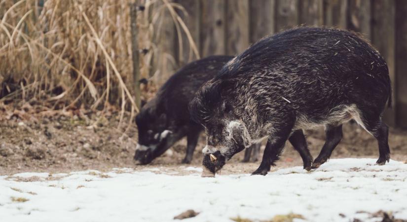 Gyümölcsfák vadkár elleni védelme – törzsvédő és riasztó módszerek
