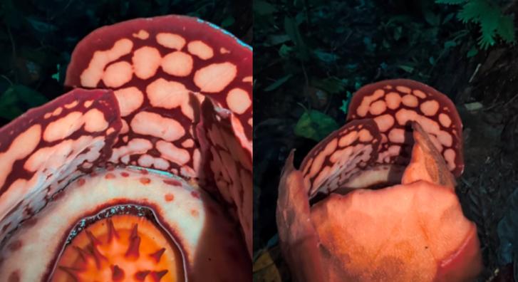 Olyan ritka virágot rögzített a kamera, amihez hasonlót még a szakértők sem nagyon láttak