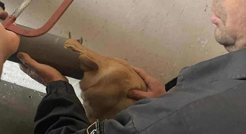 Elképesztő! Így mentették meg a csőbe szorult fejű kutyát Újfehértón