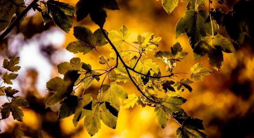 Milyen idő lesz vasárnap Szekszárdon? Kelleni fog a napszemüveg, de a ködlámpa is