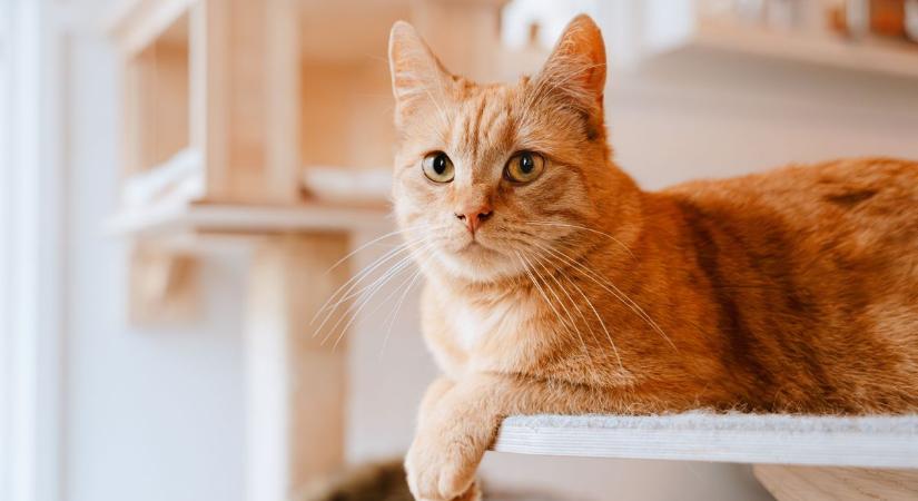 Ez minden macskatartót érint: hamarosan kötelező lesz a cicák mikrochipezése