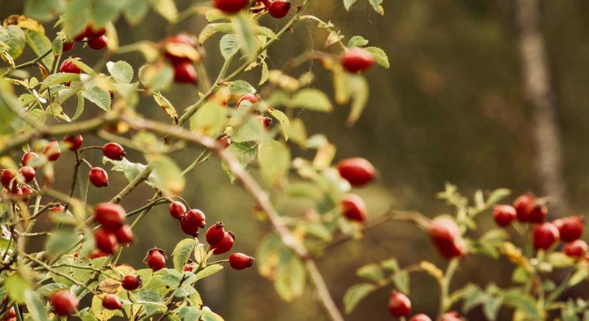 Székelyföld kincse: a gyógynövények új lehetőségeket kínálnak a vidéki gazdálkodóknak
