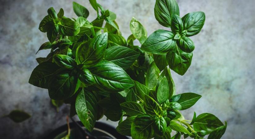 Védi a tested, jó a vércukrodnak: amiért érdemes bazsalikomot tenni minden ételhez