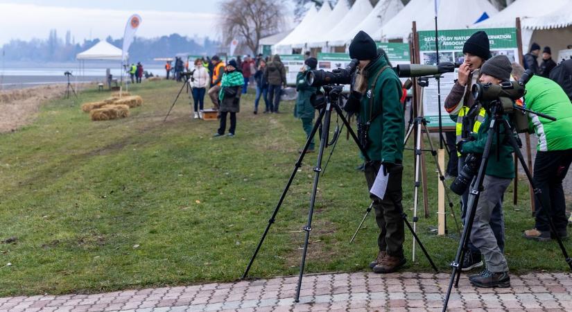 Itt vannak az eredmények - kiderült hány vadlúd honol az országban