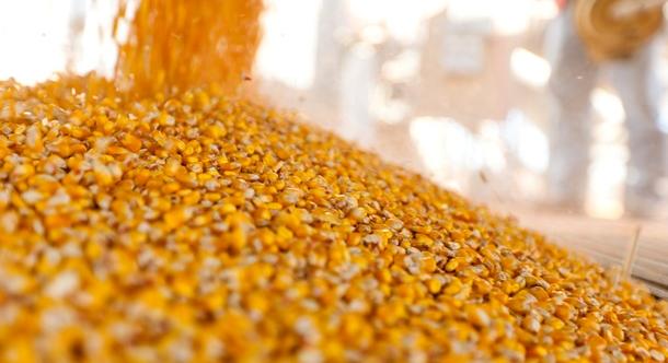 Ukrajna befejezi az aratást: eredmények 2025-re és előrejelzések 2026-ra