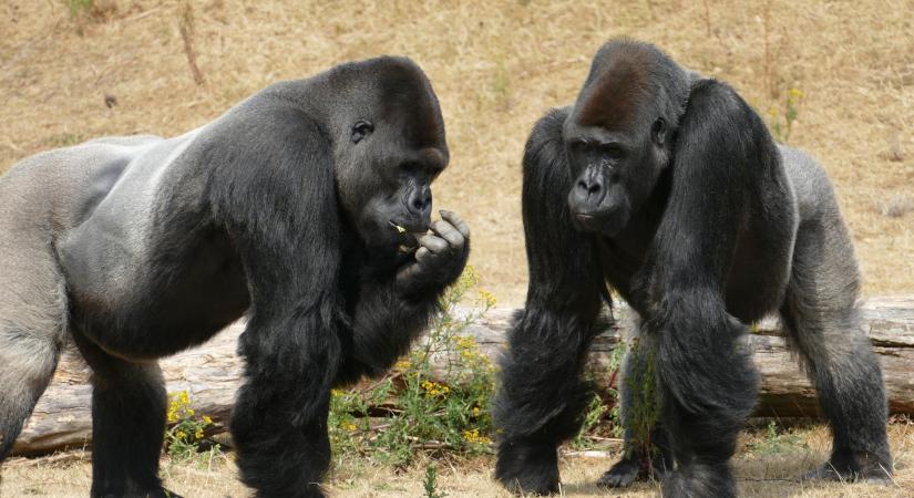 21 milli vvel ezeltt csattanhatott el az els csk