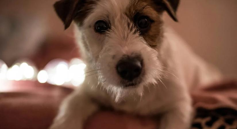 "Két kutya miatt ment tönkre a nemi életünk: állandóan egy ágyban vannak velünk!"