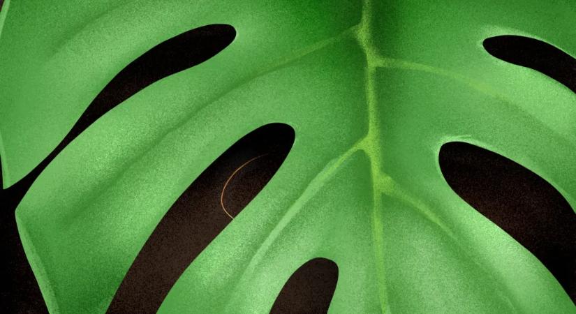 Nyíri Katalin: Egy hibátlan test kárba vész