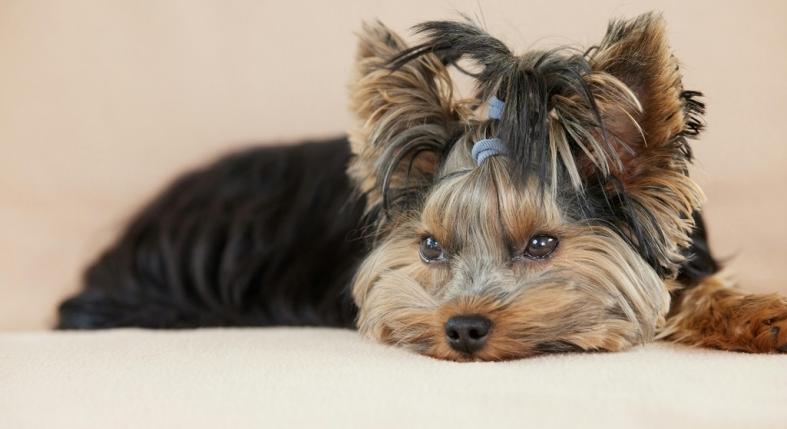 7 kutyafajta, ami alig hullajtja a szőrét, és lakásban is remekül érz