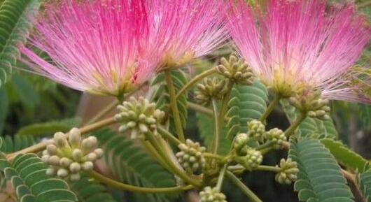 Szükség van a fiatal selyemakác téli takarására?