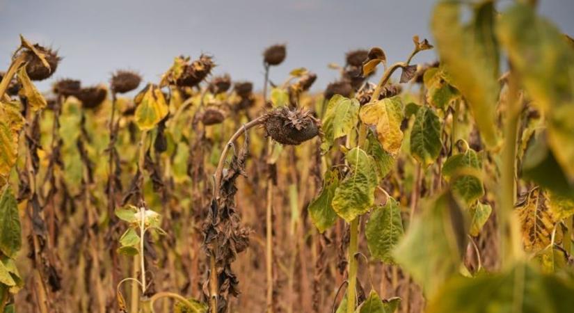 A vesztébe rohan a mezőgazdaság - nemcsak a csapadék, a kihívásra adott válaszok is elmaradnak