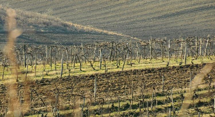 Új borvidéken a szőlő-sárgaság, elhúzódó járványra jöhet