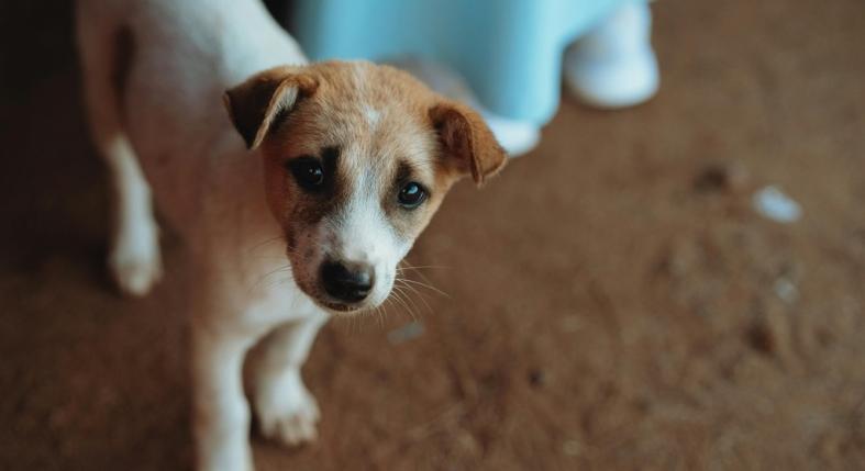 Ebadó pánik: többen el akarják altatni a kutyájukat, tartva az ebadótól