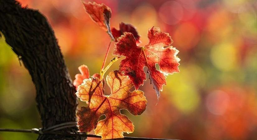 Programot tervezel? Az időjárás beleszólhat