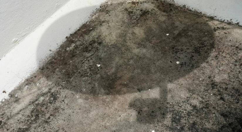 Penészes fal? Ezzel a trükkel örökre megszabadulhat a problémától