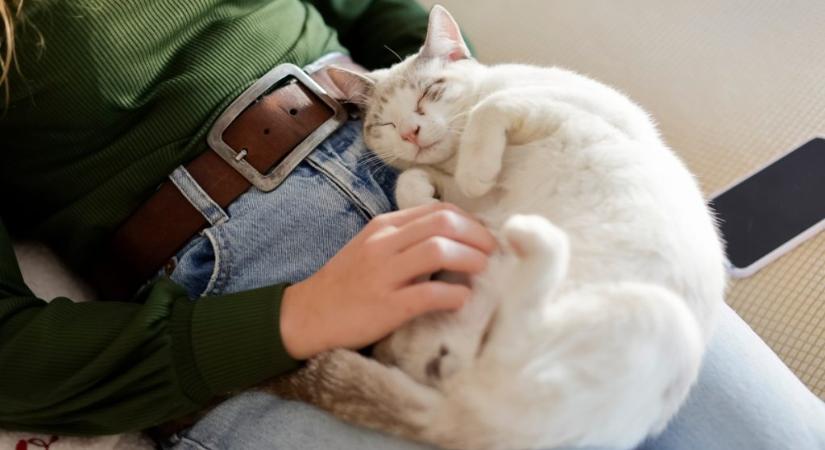 Ezeket soha ne tedd a macskáddal: rámehet a kapcsolatotok