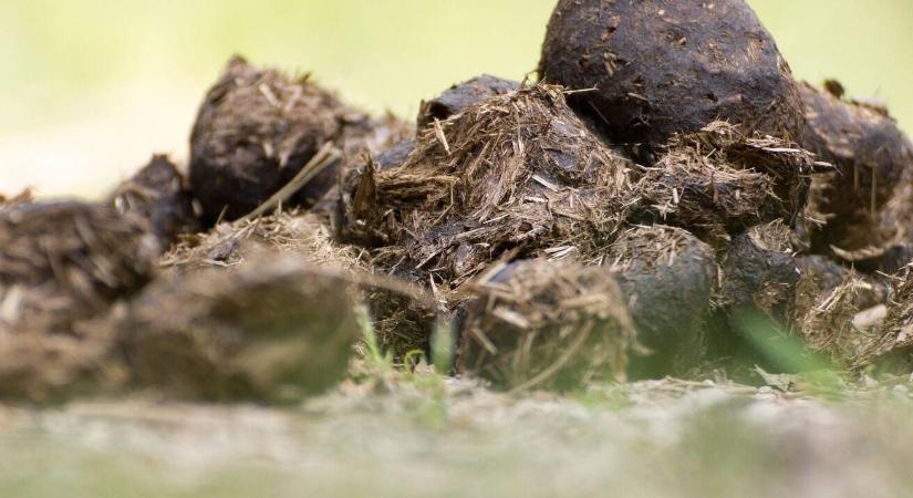 Meglepő! Ettől nőnek brutális tempóban a palánták