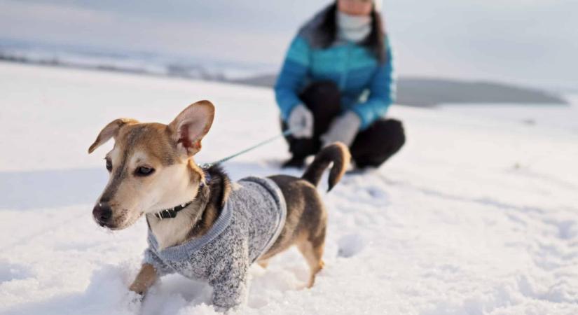 Sétáltatás kutyahidegben: ezekre figyelj!