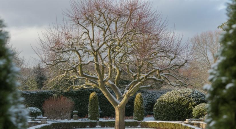7 gyümölcsfa, ami gond nélkül átvészeli a telet – akkor is, ha semmit sem csinálsz