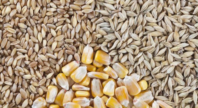 Árpa: világos vonalat rajzol ki 25 év hazai trendje