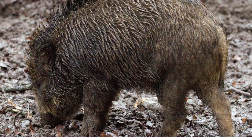 Ez alaposan felforgatja a piacot: 30 év után újra ASP Spanyolországban