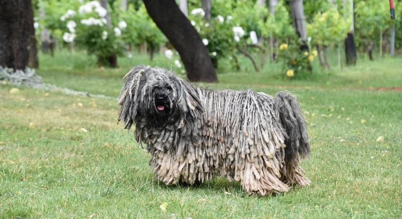 A magyar fajták mentességet kapnak az ebadó alól - riport az állatorvosi rendelőben