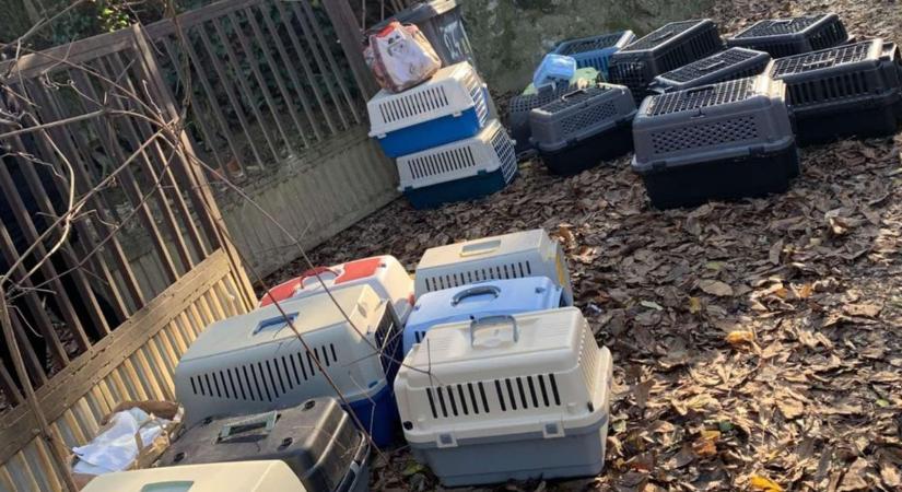 Éhező, beteg macskák a pokolból: az állatvédők az utolsó pillanatban érkeztek