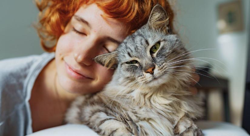 Megszületett a döntés! Kötelező lesz a macska chip és szigorodik a tenyésztés is