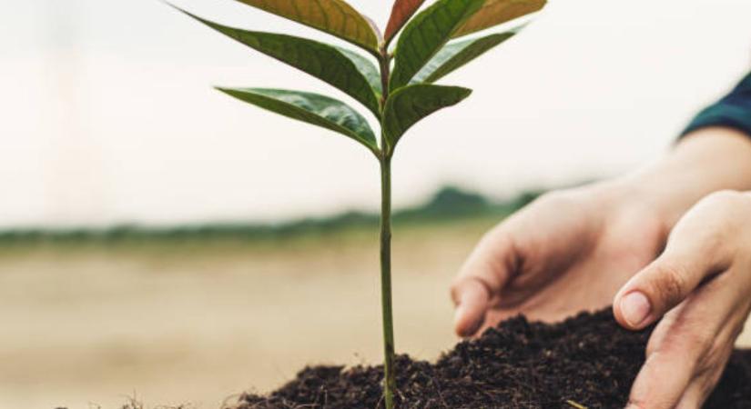 Parkolóban árulták az életképtelen oltványokat – azonnali megsemmisítést rendelt el a Nébih