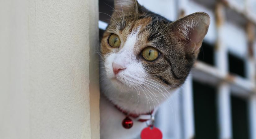 Barátságos vagy tartózkodó? – Gazdik mesélnek arról, hogyan fogadják cicáik az idegeneket