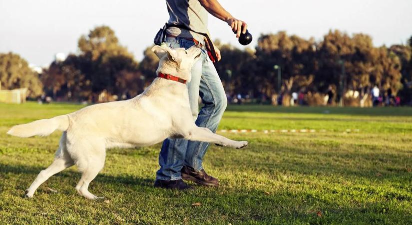 El kellett távolítani egy kutya orrát és a felső állkapcsát, miután megdöbbentő diagnózist kaptak a gazdái