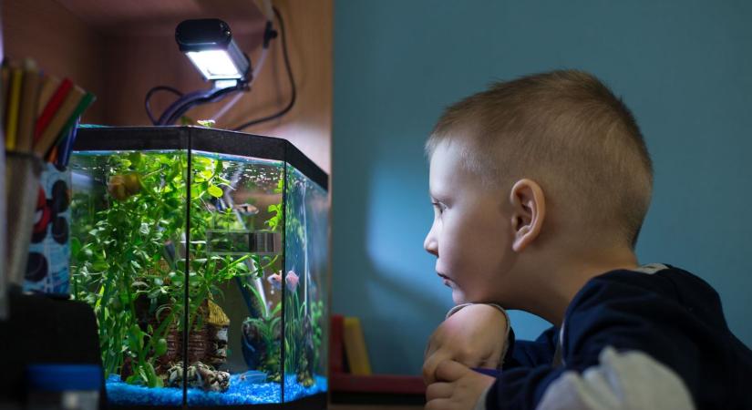 Robbanó akkuk, rossz szigetelés, áramütés-veszély: az NKFH sokkoló listát tett közzé az állatfelszerelésekről