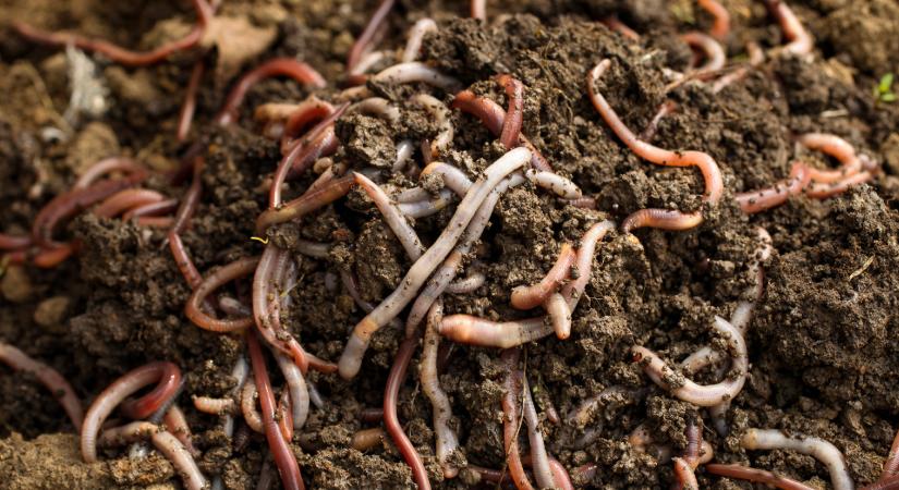 Az ok, amiért Kleopátra szentként tisztelte a földigilisztákat