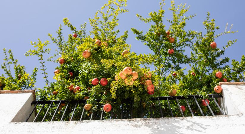 A hazai sztárkertész elárulta: ne írd le a panelt, ezekkel a praktikákkal bárki balkonján teremhet gyümölcs