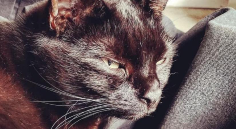 Szegény Manci; cica-adó tönkretette a családomat – Selmeci János jegyzete