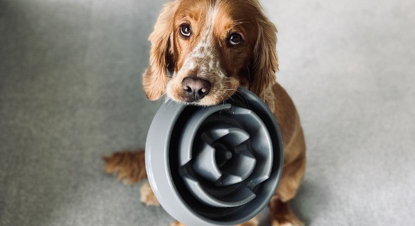 Jön az ebadó a városba, ennyit kell fizetni januártól a kutyák után