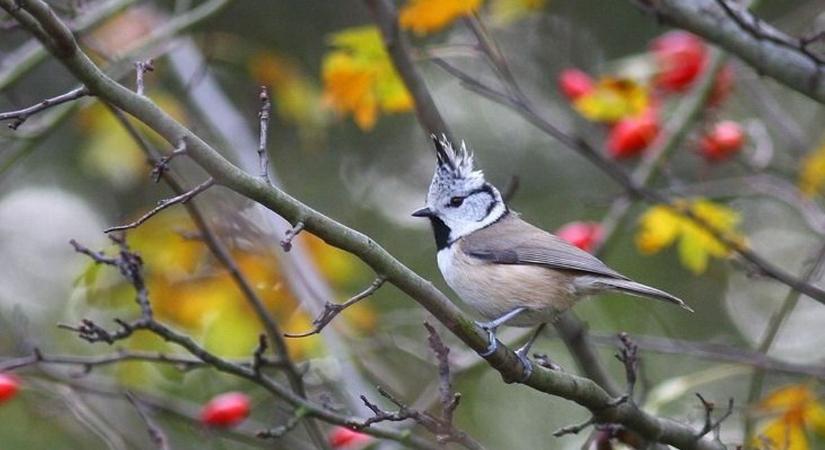 Fenyvesek királya a búbos cinege