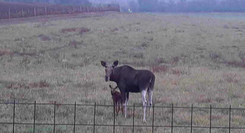 Hadházy: A rendőrség állítólag kereste, de nem találta a jávorszarvasokat Hatvanpusztán