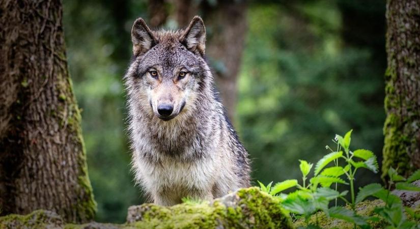 Hallatlan veszélyben az ország: ezek a ragadózók állnak hadban az emberekkel