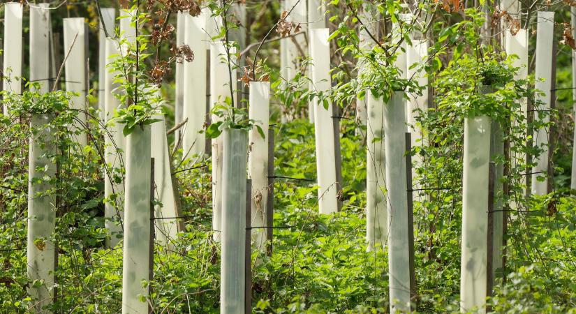 A Nébih több, mint 800 szaporítóanyagot vont ki a forgalomból