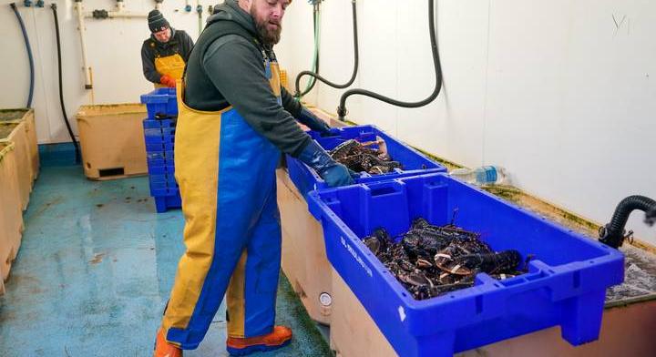 Hihetetlen, de igaz: ennek az állatnak tényleg kék a vére