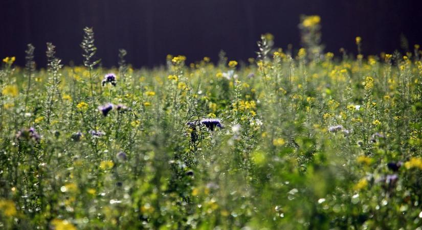 Talajtakaró növények téli viselkedése – mit hagyjunk a felszínen?