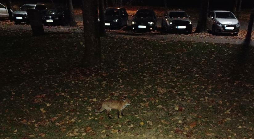 Vadállatok a városban: vadkan a keretekben, róka a Kossuth utcában