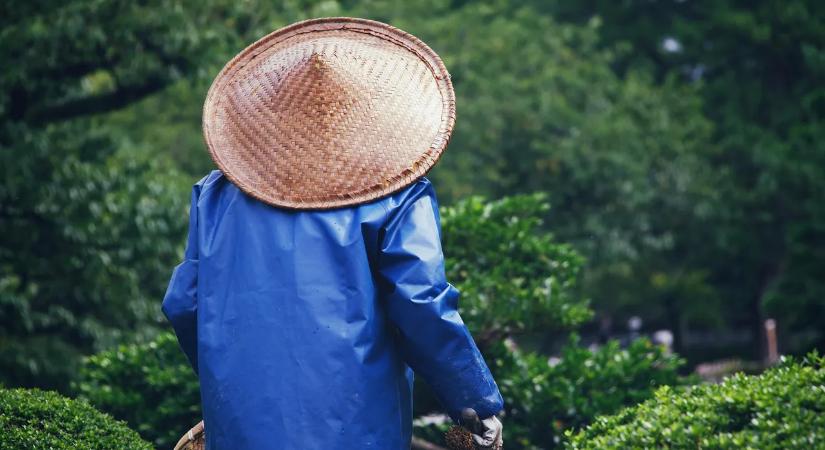 A fahamu kertészeti előnyei: természetes segítség a talaj és növények egészségéért