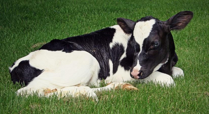 Fókuszban a magyar tenyésztési kultúra