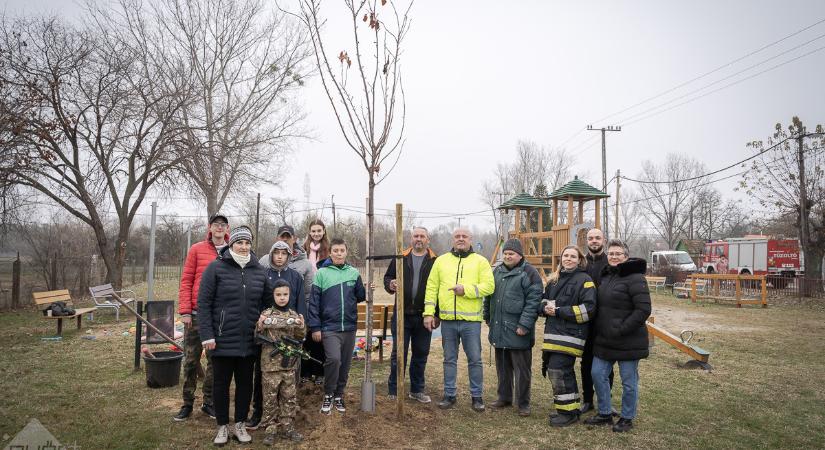 Fák ültetésével indult az advent Likócson – közösségi összefogás Huszár Gábor önkormányzati képviselő vezetésével