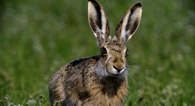 A vadászok is érzik a veszélyt, megállíthatatlanul terjed itthon a nyúlpestis