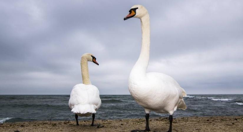 Ez az oka annak, hogy hattyú helyett csirkehúst eszünk