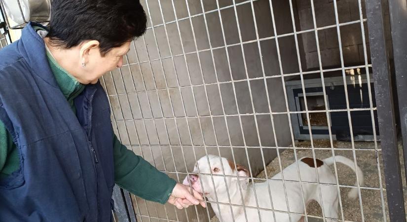 Meglátogattuk a pokolból kimentett kutyákat fotók, videó